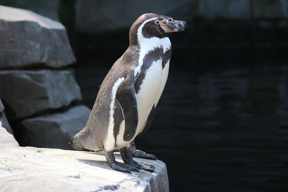 Sunk Cost Fallacy - Ein Pinguin wird niemals fliegen wie ein Adler penguins-4019256