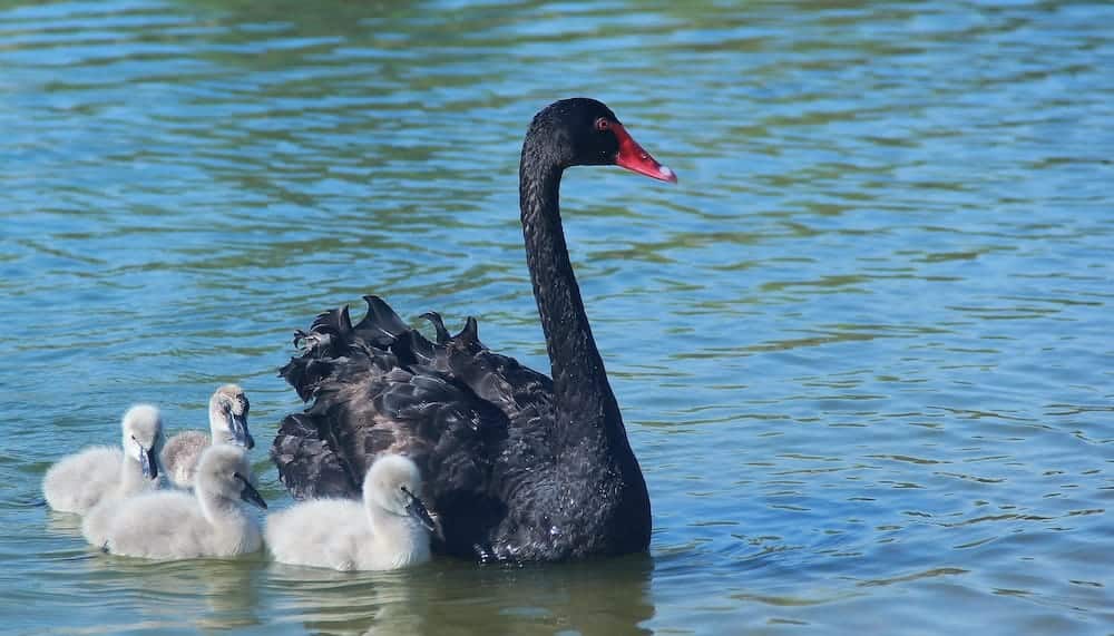 Schwarze Schwan Ereignis