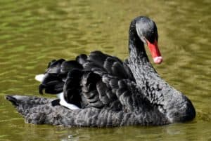 Schwarze Schwan Ereignis in der Führung