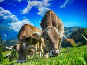 Rinderwahnsinn oder Creutzfeld-Jakob-Krankheit - die Wortwahl führt zum Framing